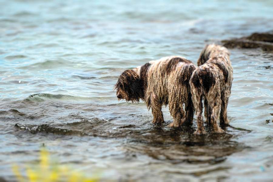 Sa psom u Hrvatsku: Naši savjeti za putovanja i najbolje plaže za pse!