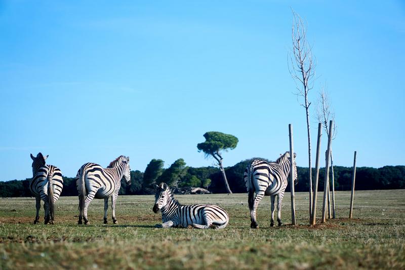 Brijuni Safaripark, Igor Bumba (Unsplash)